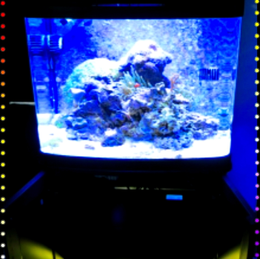 Oceanic biocube 32 gallon led like new six months